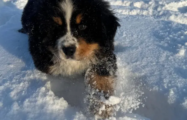 Berneński Pies Pasterski 3