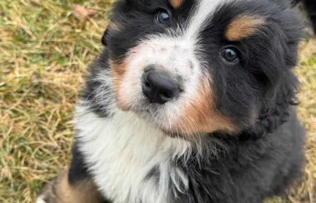 Berneński Pies Pasterski 4