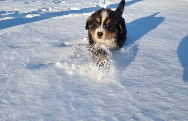 Berneński Pies Pasterski 5