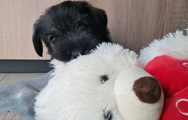 szczenięta sznaucer średni 3