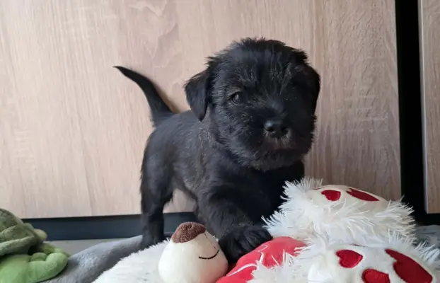 szczenięta sznaucer średni 4