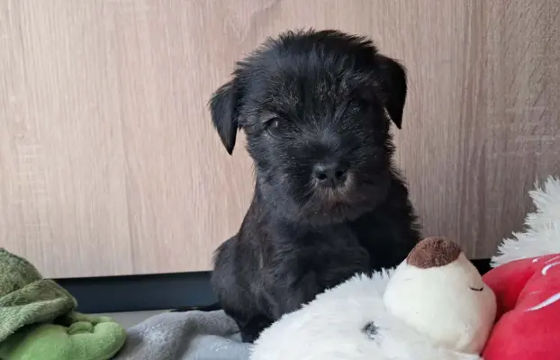 szczenięta sznaucer średni 5