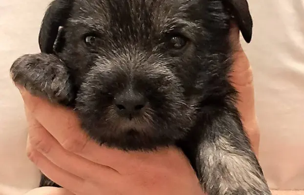 szczenięta sznaucer średni 6