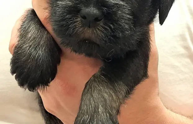 szczenięta sznaucer średni 7