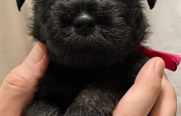 szczenięta sznaucer średni 8