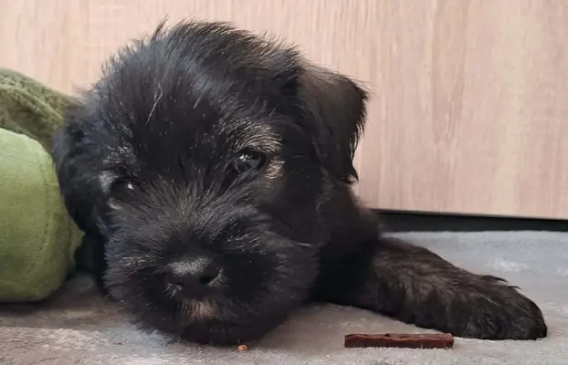 szczenięta sznaucer średni 9