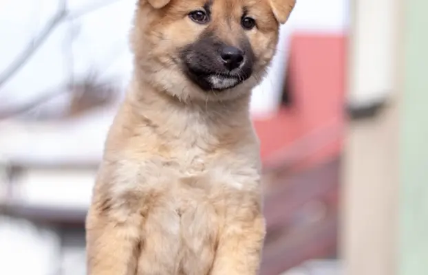 Ruda suczka KOREA JINDO DOG 1