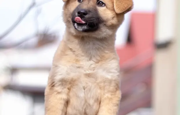 Ruda suczka KOREA JINDO DOG 2