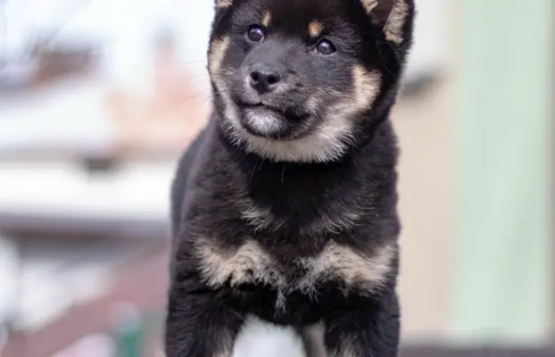 Czarny podpalany samiec Shiba Inu 2