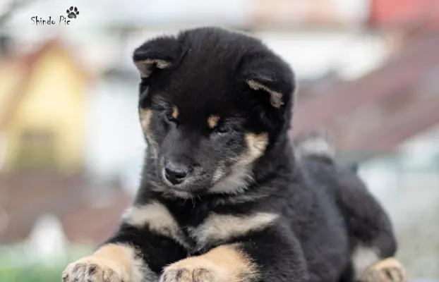 Czarny podpalany samiec Shiba Inu 1