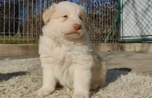 Piękny Biszkopt Border Collie - Rasowy piez z pełną dok. 3
