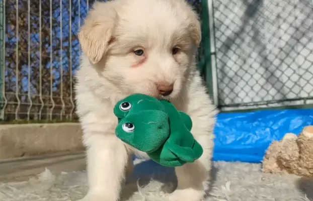 Piękny Biszkopt Border Collie - Rasowy piez z pełną dok. 4
