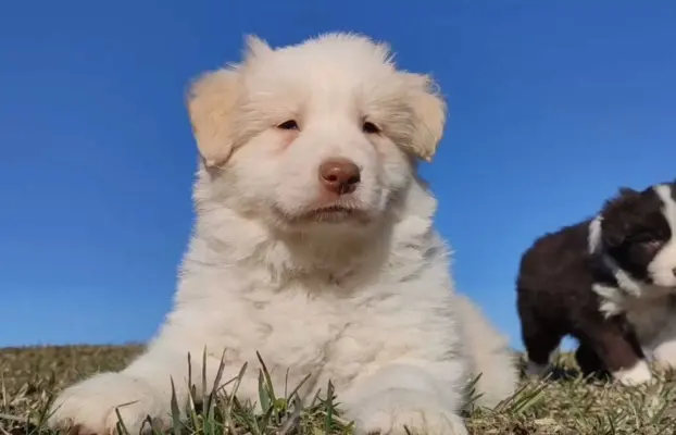 Piękny Biszkopt Border Collie - Rasowy piez z pełną dok. 2