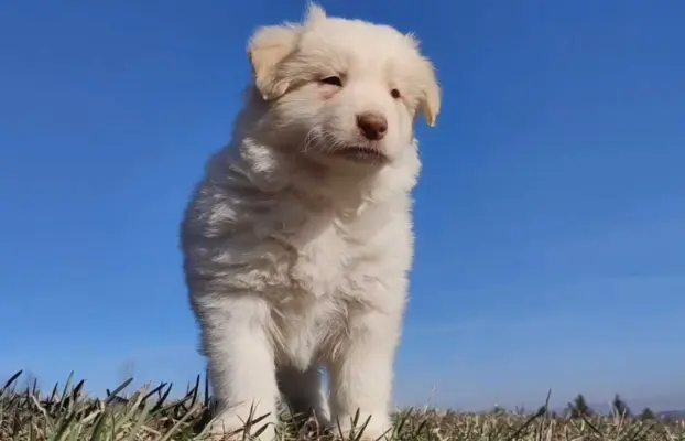 Piękny Biszkopt Border Collie - Rasowy piez z pełną dok. 1