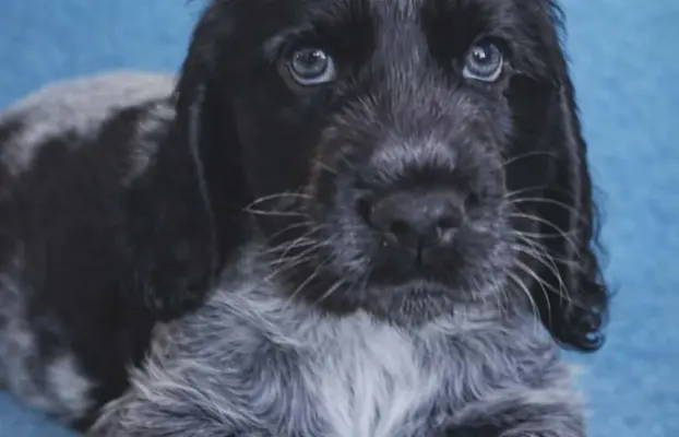 Cocker spaniel angielski 6