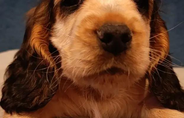 Cocker spaniel angielski 7