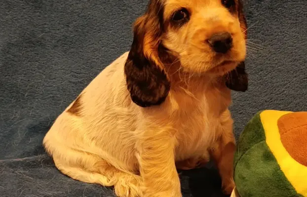 Cocker spaniel angielski 8