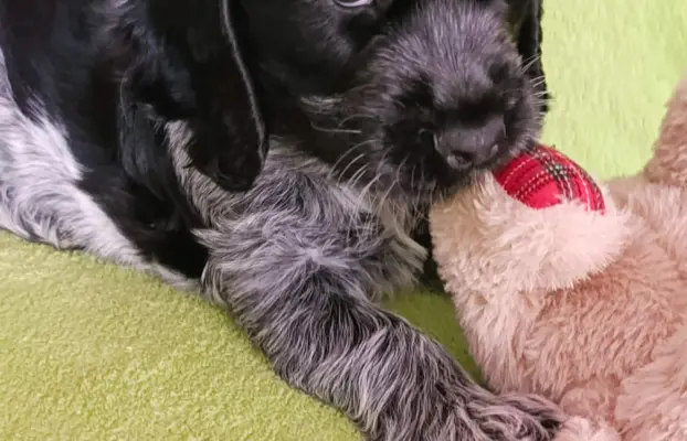 Cocker spaniel angielski 9