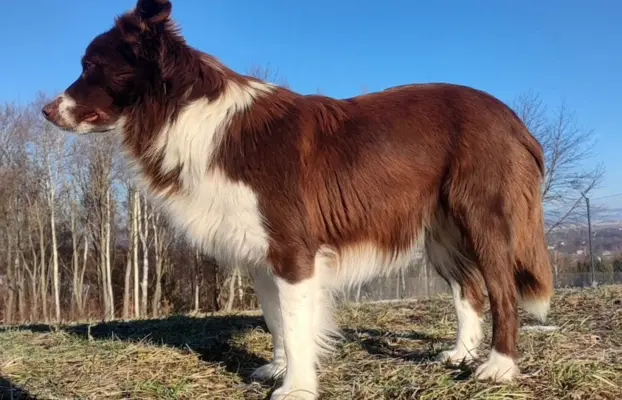 Rasowy Pies Border Collie - TONY z pełną dok. z hodowli do r 5