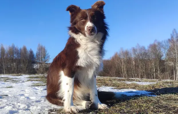 Rasowy Pies Border Collie - TONY z pełną dok. z hodowli do r 6