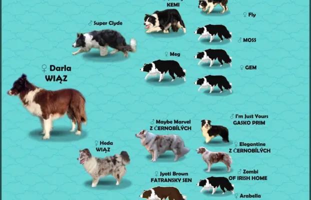 Rasowy Pies Border Collie - TONY z pełną dok. z hodowli do r 8