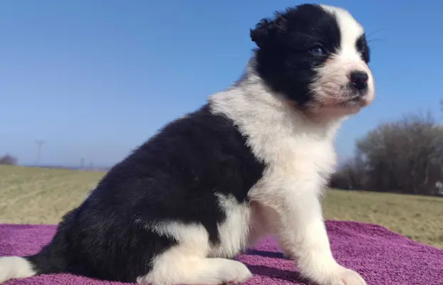 Rasowy Pies Border Collie - TONY z pełną dok. z hodowli do r 3