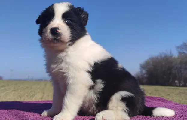 Rasowy Pies Border Collie - TONY z pełną dok. z hodowli do r 1