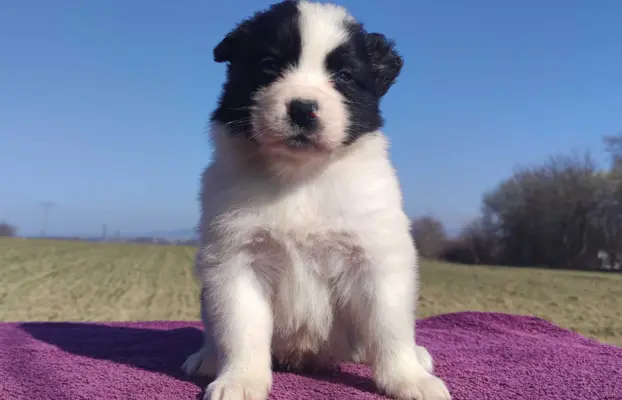 Rasowy Pies Border Collie - TONY z pełną dok. z hodowli do r 4