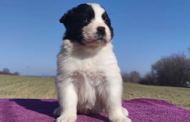 Rasowy Pies Border Collie - TONY z pełną dok. z hodowli do r 9