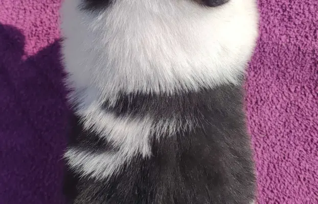 Rasowy Pies Border Collie - TONY z pełną dok. z hodowli do r 2