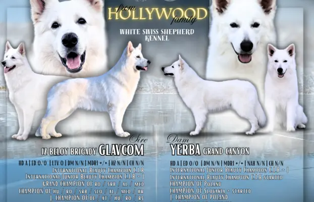 Biały Owczarek Szwajcarski–linie Premium, pochodzenie FCI 3