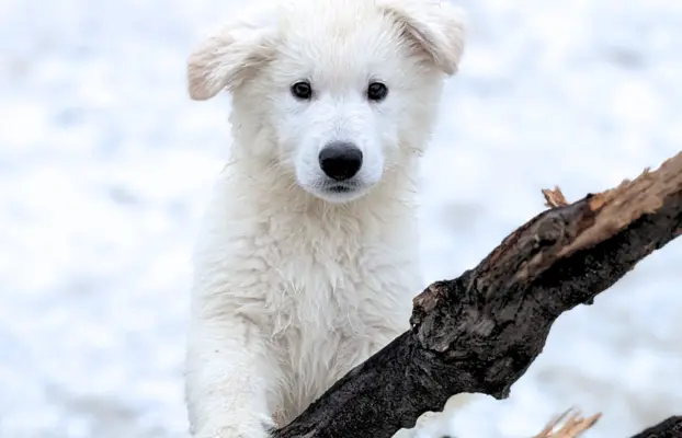 Biały Owczarek Szwajcarski–linie Premium, pochodzenie FCI 4