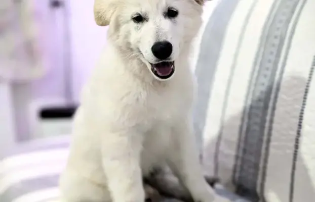 Biały Owczarek Szwajcarski–linie Premium, pochodzenie FCI 6