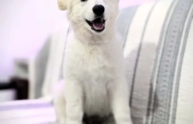 Biały Owczarek Szwajcarski–linie Premium, pochodzenie FCI 7