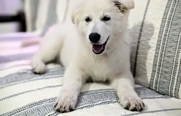 Biały Owczarek Szwajcarski–linie Premium, pochodzenie FCI 8