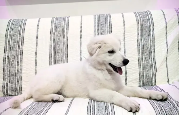 Biały Owczarek Szwajcarski–linie Premium, pochodzenie FCI 9