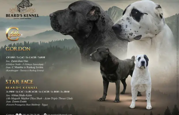 Owczarek środkowoazjatycki – szczenięta 1