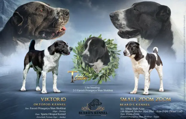 Owczarek środkowoazjatycki – szczenięta 2