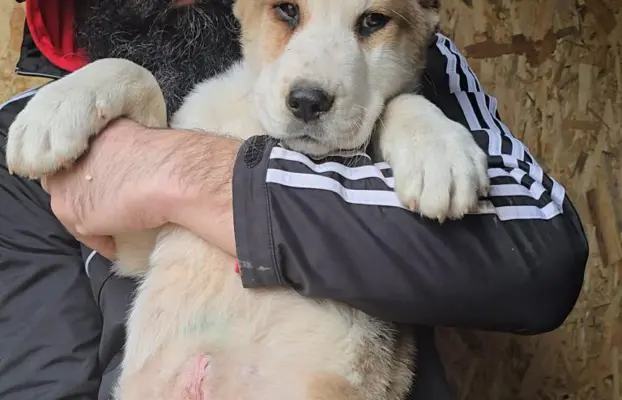 Owczarek środkowoazjatycki – szczenięta 3