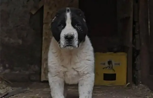 Owczarek środkowoazjatycki – szczenięta 4