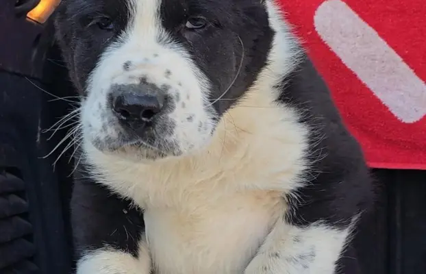 Owczarek środkowoazjatycki – szczenięta 5