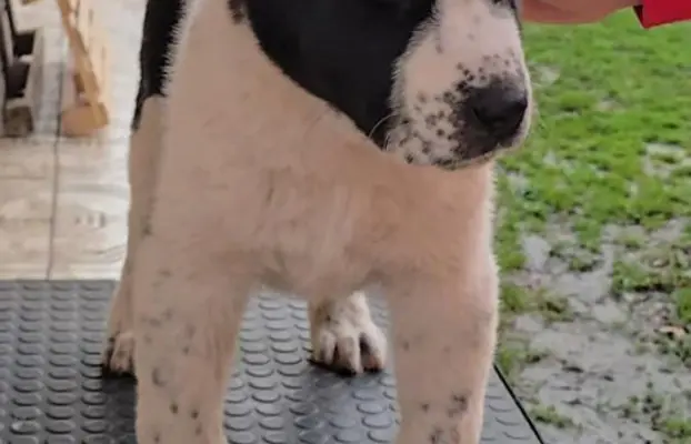 Owczarek środkowoazjatycki – szczenięta 6