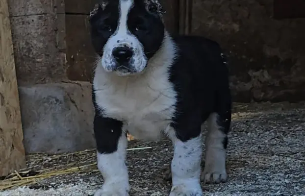 Owczarek środkowoazjatycki – szczenięta 7