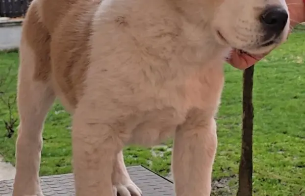 Owczarek środkowoazjatycki – szczenięta 8