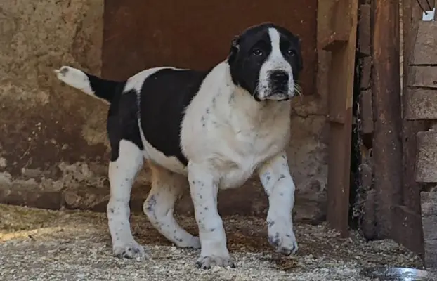 Owczarek środkowoazjatycki – szczenięta 10