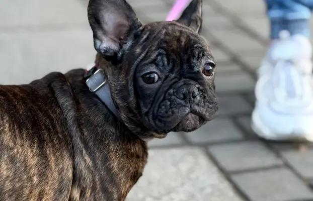 Szczenię Buldog Francuski samiec 7