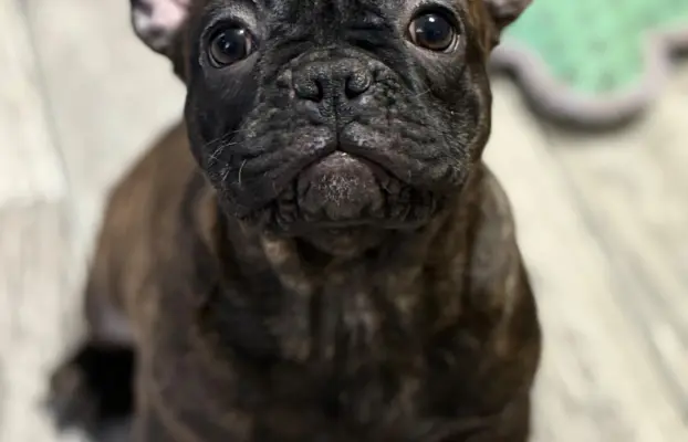 Szczenię Buldog Francuski samiec 8