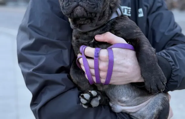 Szczenię Buldog Francuski samiec 6