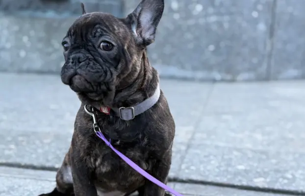 Szczenię Buldog Francuski samiec 2