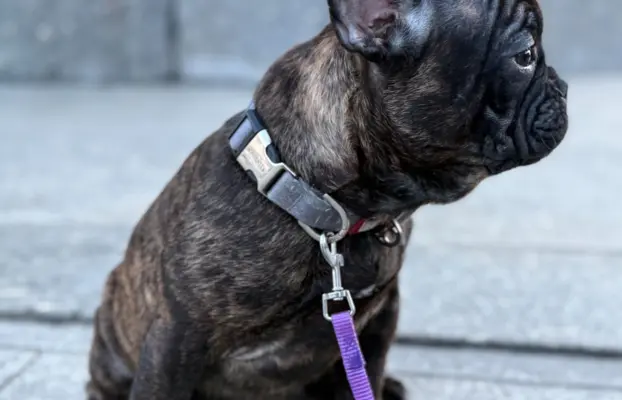 Szczenię Buldog Francuski samiec 4